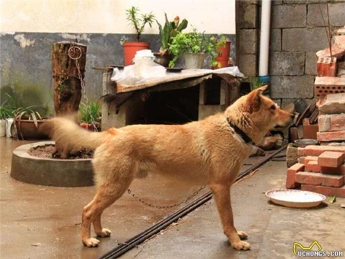 这几种乖狗狗,家里养一只,会很有福气