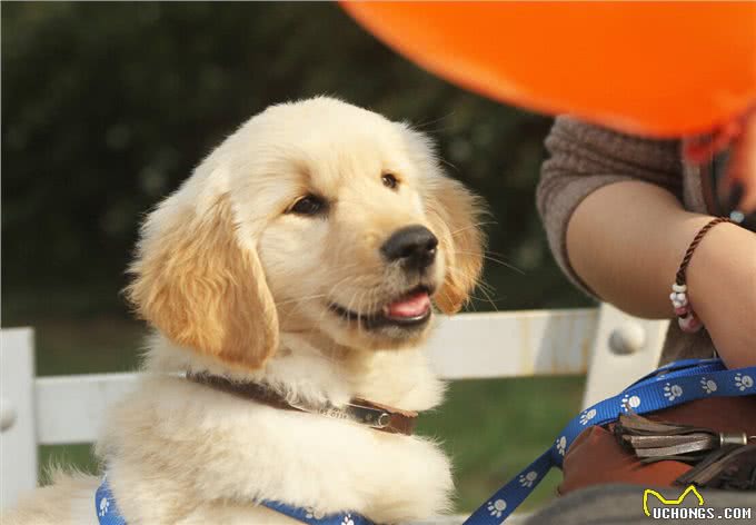 这几种乖狗狗,家里养一只,会很有福气