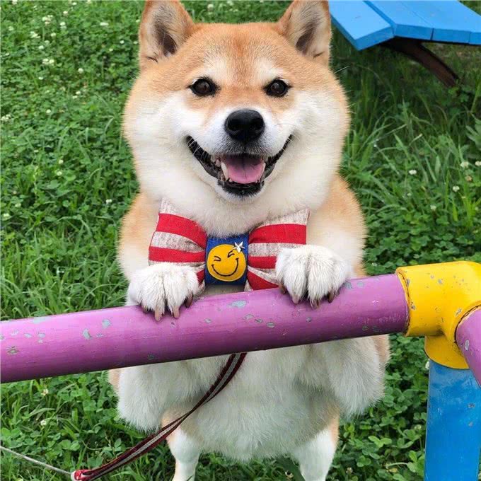 这几种乖狗狗,家里养一只,会很有福气