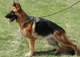 这几种乖狗狗，家里养一只，会很有福气