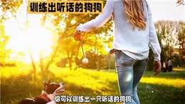 如何训练出一只听话的狗狗?