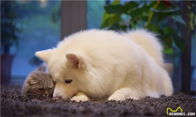 你家狗狗是如何洗澡的?狗子掉毛应对法子