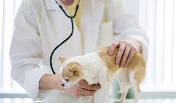 你家狗狗是如何洗澡的?狗子掉毛应对法子