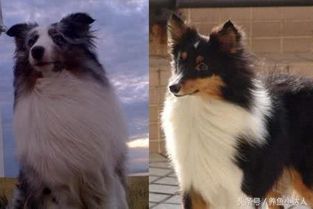 喜乐蒂牧羊犬和柯利犬的区别性格差异成为辨认的突破口