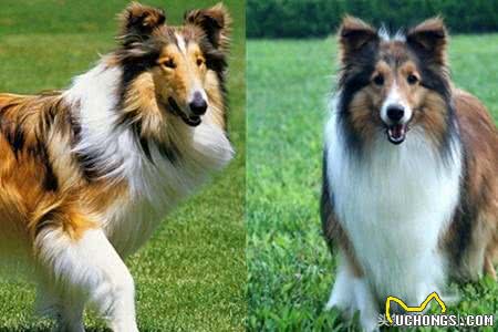 喜乐蒂牧羊犬和柯利犬的区别性格差异成为辨认的突破口