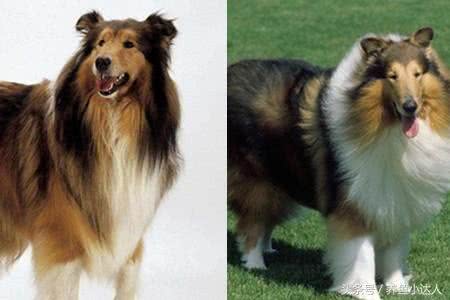喜乐蒂牧羊犬和柯利犬的区别性格差异成为辨认的突破口