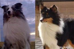 喜乐蒂牧羊犬和柯利犬的区别性格差异成为辨认的突破口