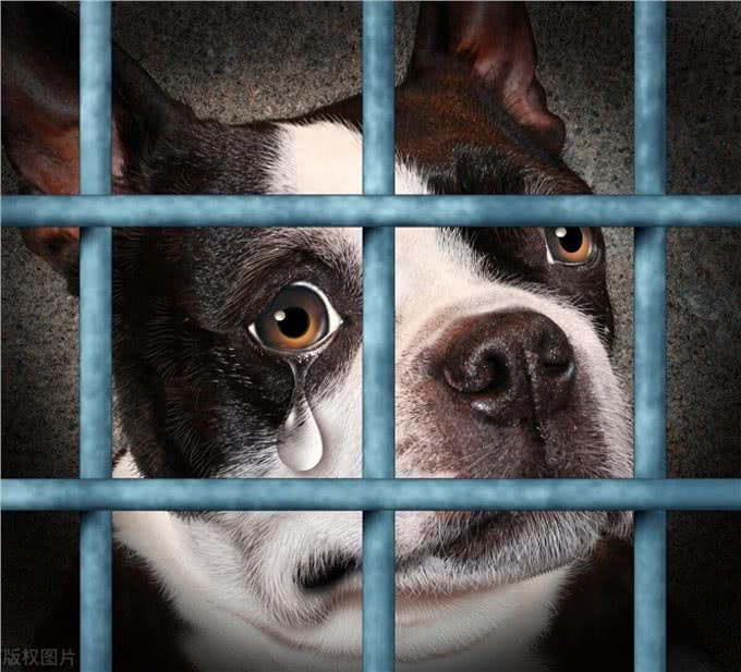 狗狗鼻泪管堵塞?症状怎么解决!