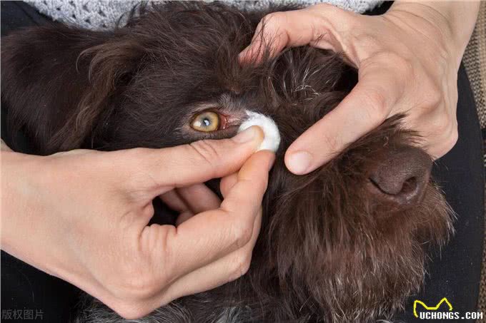 狗狗鼻泪管堵塞?症状怎么解决!