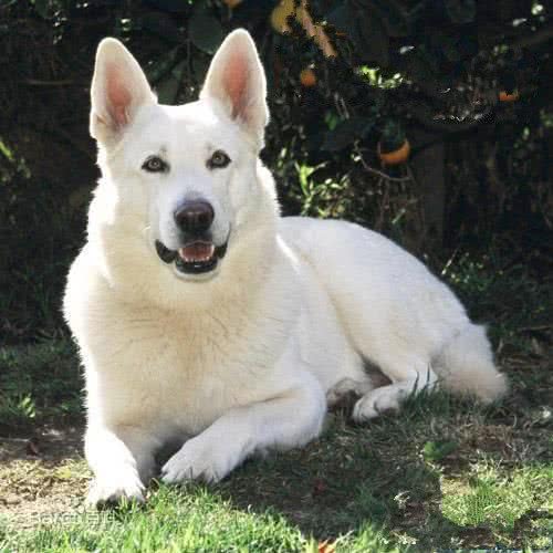 人们普遍认为白色德国牧羊犬就是纯种德国牧羊犬