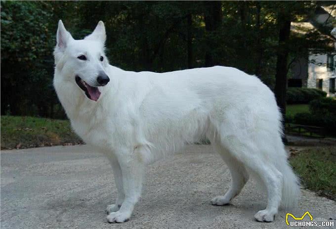 人们普遍认为白色德国牧羊犬就是纯种德国牧羊犬