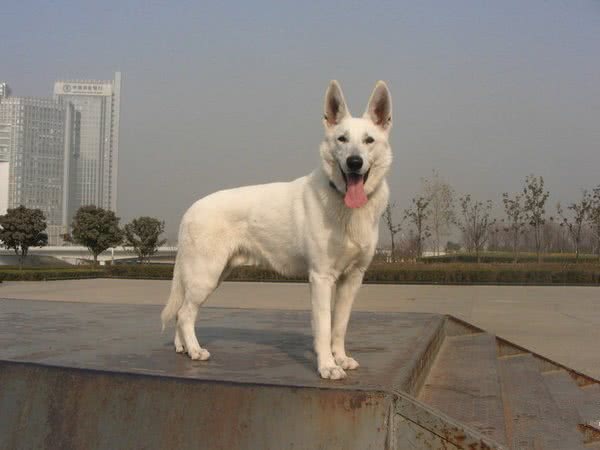 人们普遍认为白色德国牧羊犬就是纯种德国牧羊犬