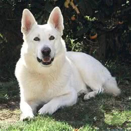 人们普遍认为白色德国牧羊犬就是纯种德国牧羊犬