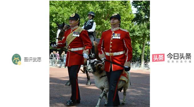 英军麦西亚团的军事吉祥物:斯瓦莱代尔公羊和公牛梗