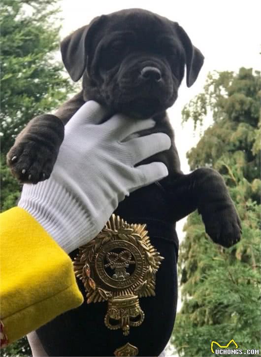 英军麦西亚团的军事吉祥物:斯瓦莱代尔公羊和公牛梗