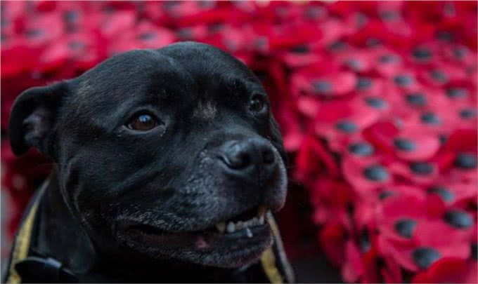 英军麦西亚团的军事吉祥物:斯瓦莱代尔公羊和公牛梗