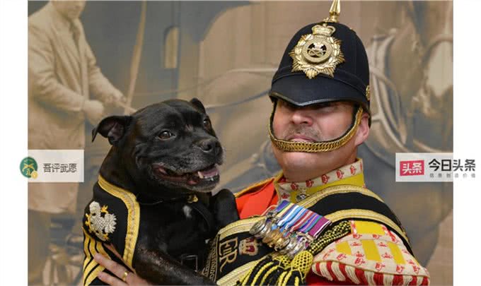 英军麦西亚团的军事吉祥物:斯瓦莱代尔公羊和公牛梗