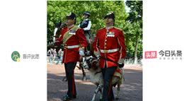 英军麦西亚团的军事吉祥物：斯瓦莱代尔公羊和公牛梗