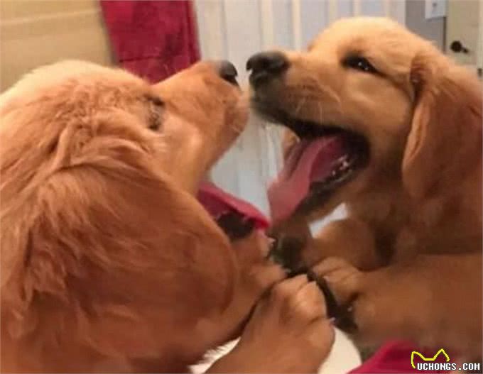 超自恋黄金猎犬，每天都在洗手间照镜子，全狗界他最帅