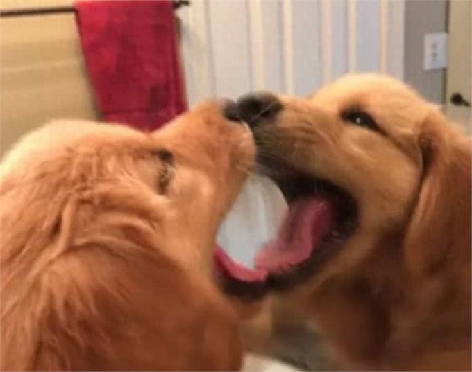 超自恋黄金猎犬，每天都在洗手间照镜子，全狗界他最帅