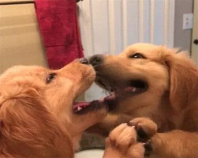 超自恋黄金猎犬，每天都在洗手间照镜子，全狗界他最帅