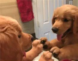 超自恋黄金猎犬，每天都在洗手间照镜子，全狗界他最帅