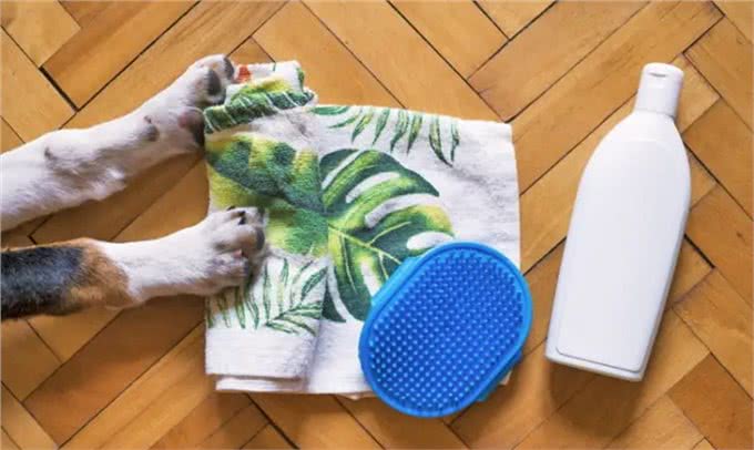 为什么清洁狗爪很重要?不要小瞧这个步骤，清除细菌和异物