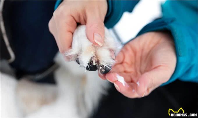 为什么清洁狗爪很重要?不要小瞧这个步骤，清除细菌和异物