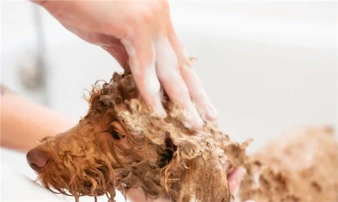 为什么清洁狗爪很重要?不要小瞧这个步骤，清除细菌和异物