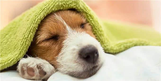 为什么清洁狗爪很重要?不要小瞧这个步骤，清除细菌和异物