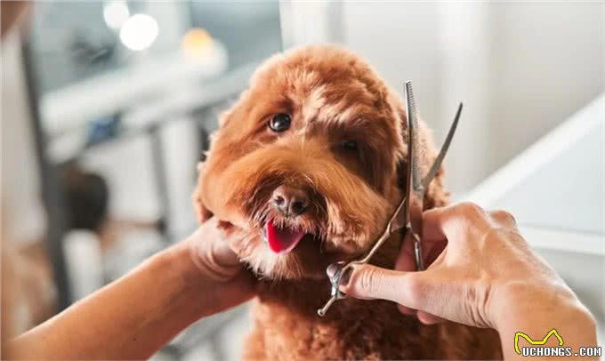 为什么清洁狗爪很重要?不要小瞧这个步骤，清除细菌和异物