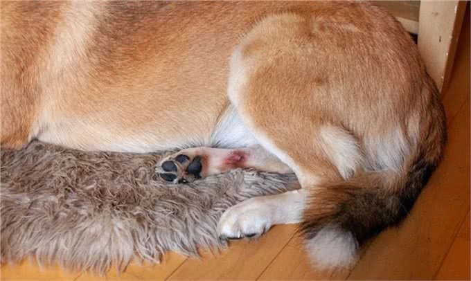 为什么清洁狗爪很重要?不要小瞧这个步骤，清除细菌和异物