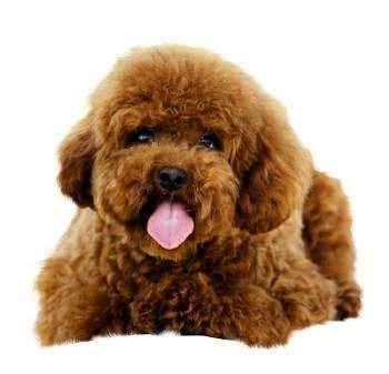 快来看看你家宠物是否买贵啦!