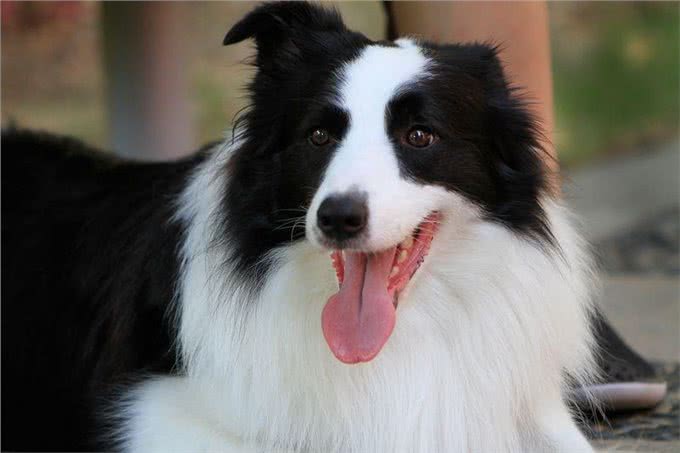 快来看看你家宠物是否买贵啦!