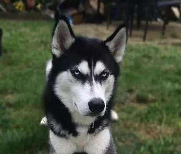 快来看看你家宠物是否买贵啦!