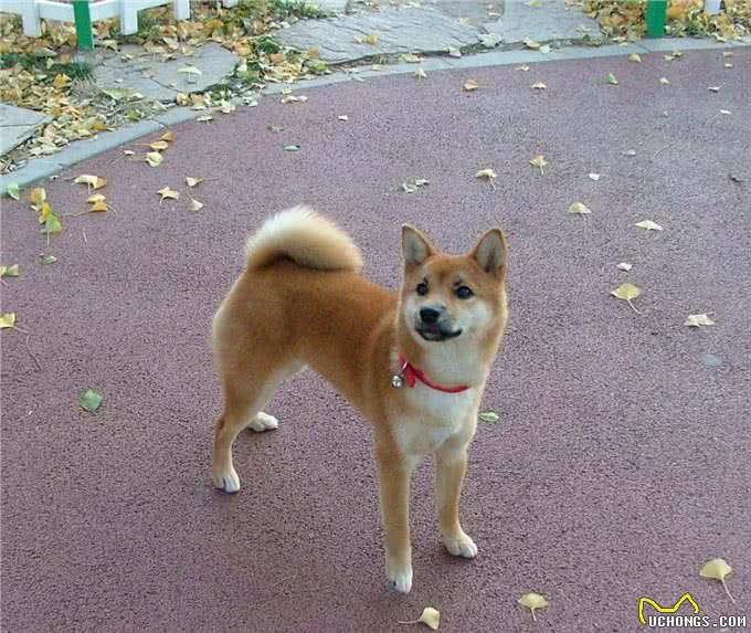 快来看看你家宠物是否买贵啦!