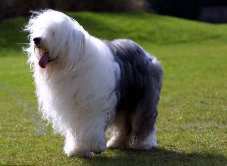 快来看看你家宠物是否买贵啦!