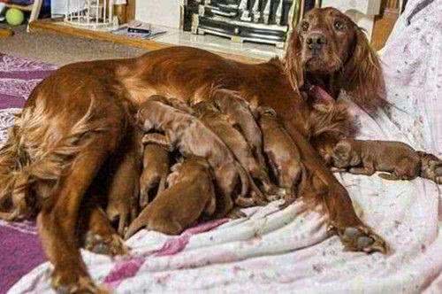 铲屎官帮狗狗接生,从第10只小狗降生时:得亏不是计划生育