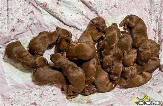 铲屎官帮狗狗接生,从第10只小狗降生时:得亏不是计划生育