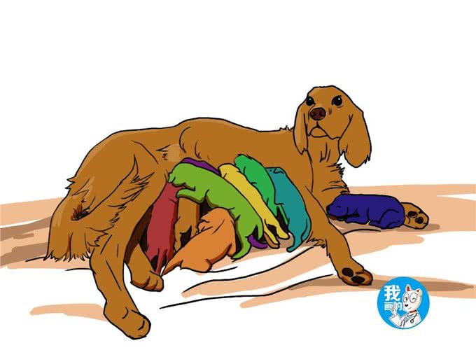 铲屎官帮狗狗接生,从第10只小狗降生时:得亏不是计划生育