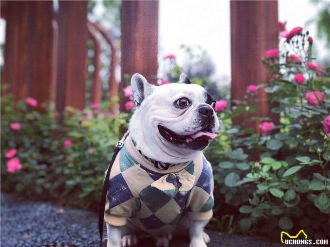 患有懒癌的几种狗狗，除了吃饭，其余的时间基本不动