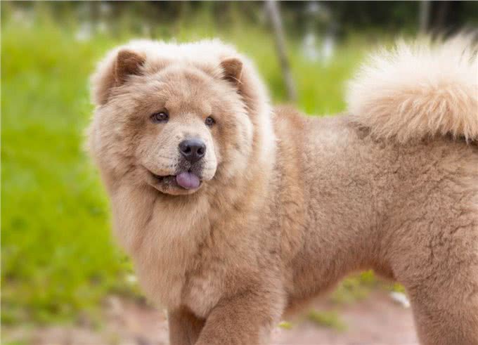 患有懒癌的几种狗狗，除了吃饭，其余的时间基本不动