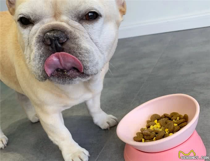 患有懒癌的几种狗狗,除了吃饭,其余的时间基本不动