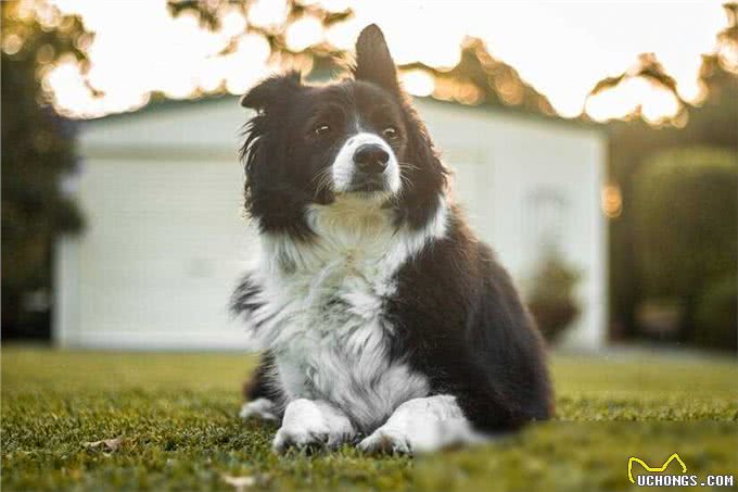 边牧犬优缺点全解析:养宠必知,优缺点一网打尽!