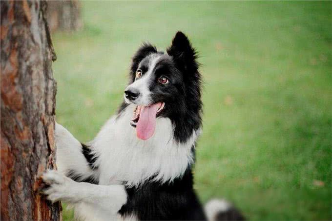 边牧犬优缺点全解析:养宠必知,优缺点一网打尽!