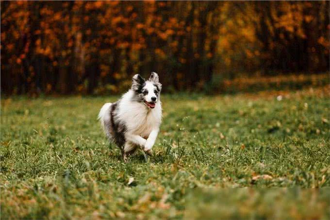 边牧犬优缺点全解析:养宠必知,优缺点一网打尽!