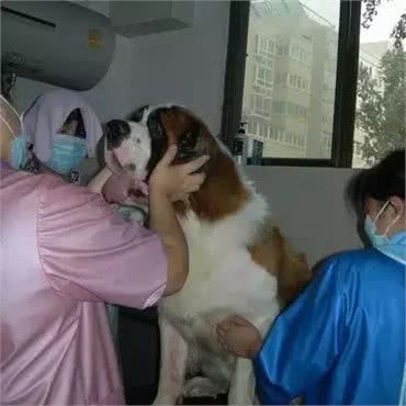 做一名宠物美容师，痛并快乐着