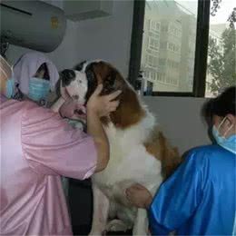 做一名宠物美容师，痛并快乐着