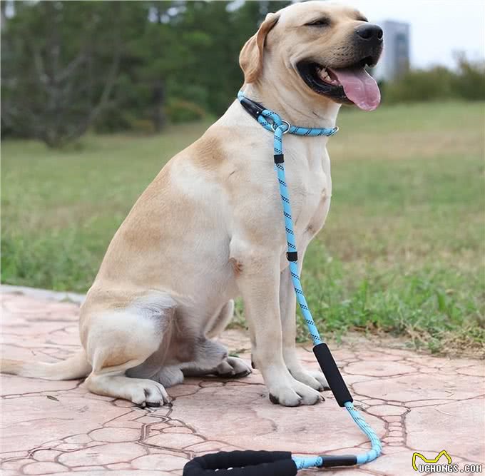 值得无限回购的养狗好物,一起冲