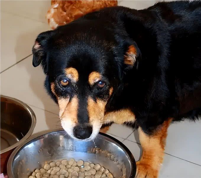 值得无限回购的养狗好物，一起冲